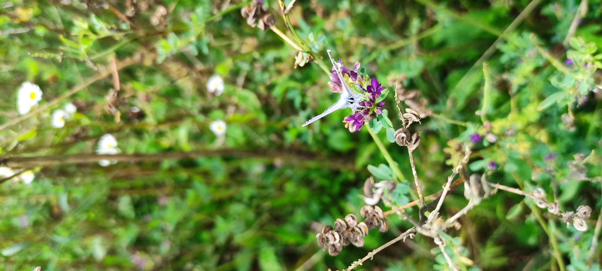 Butterfly before Take off