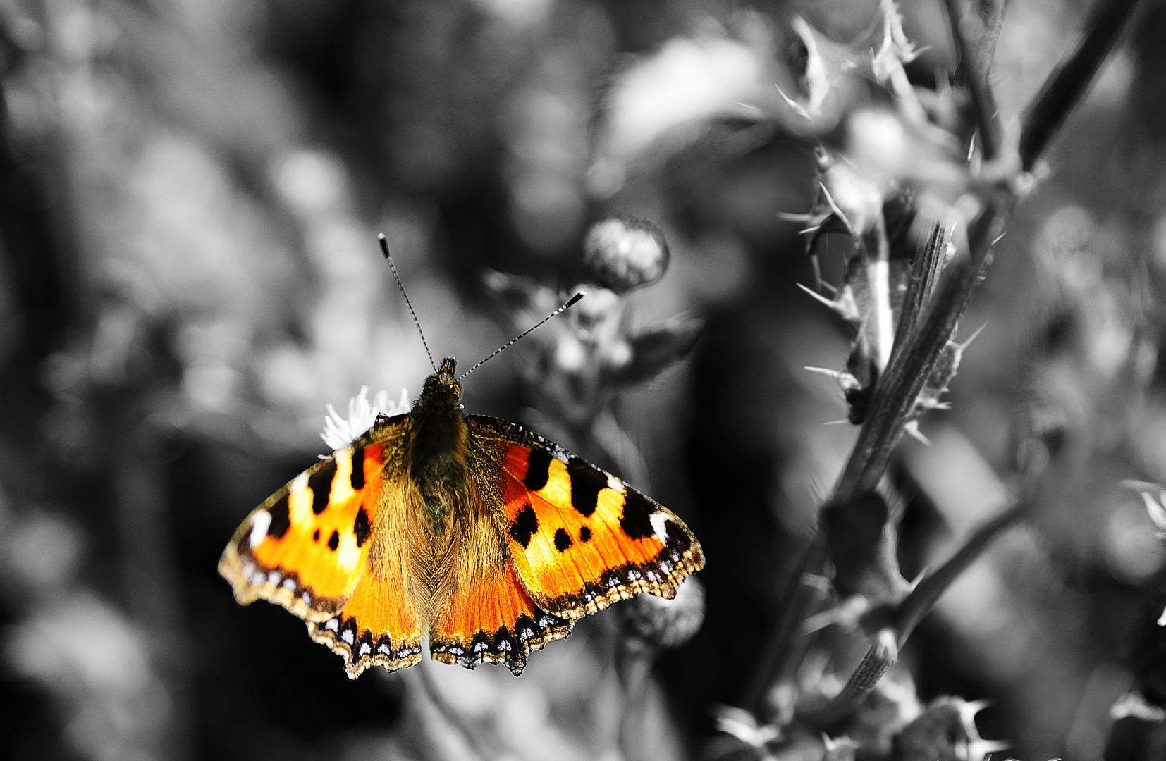 butterfly