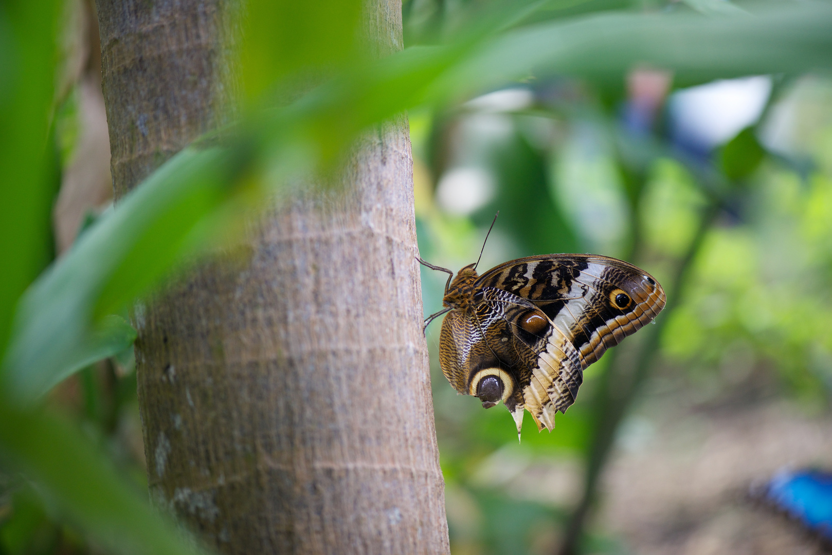 _butterfly black-brown