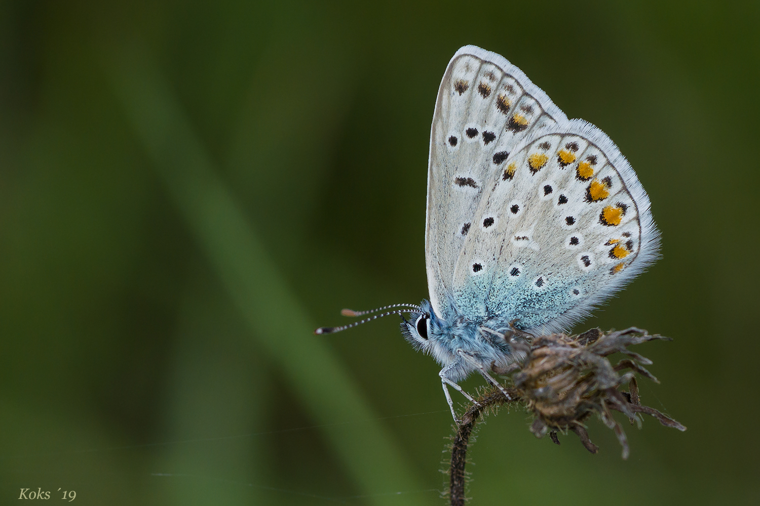 Butterfly Bleu