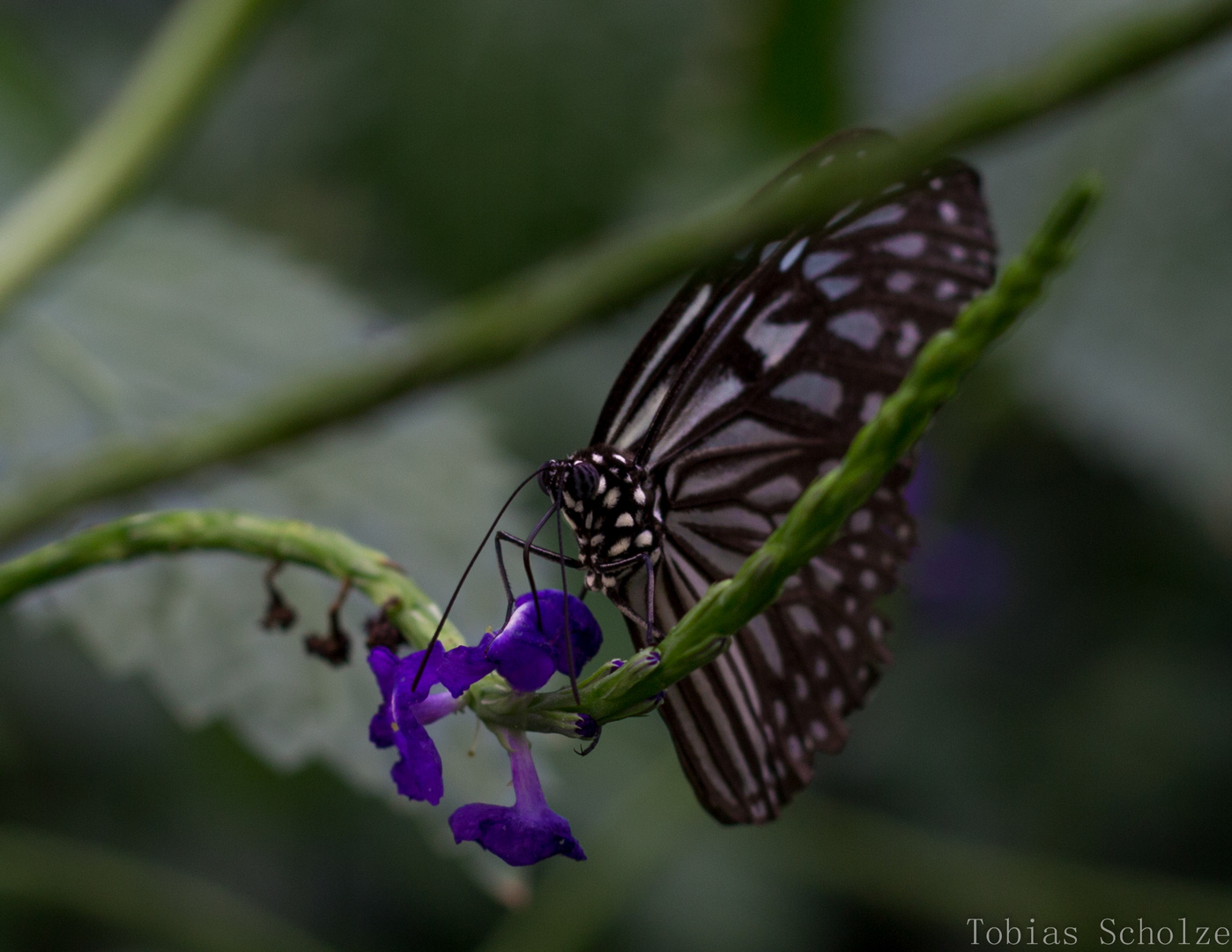 Butterfly @ Blossom