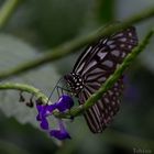 Butterfly @ Blossom