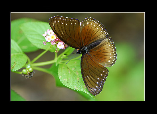 Butterfly Bohol