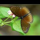 Butterfly Bohol