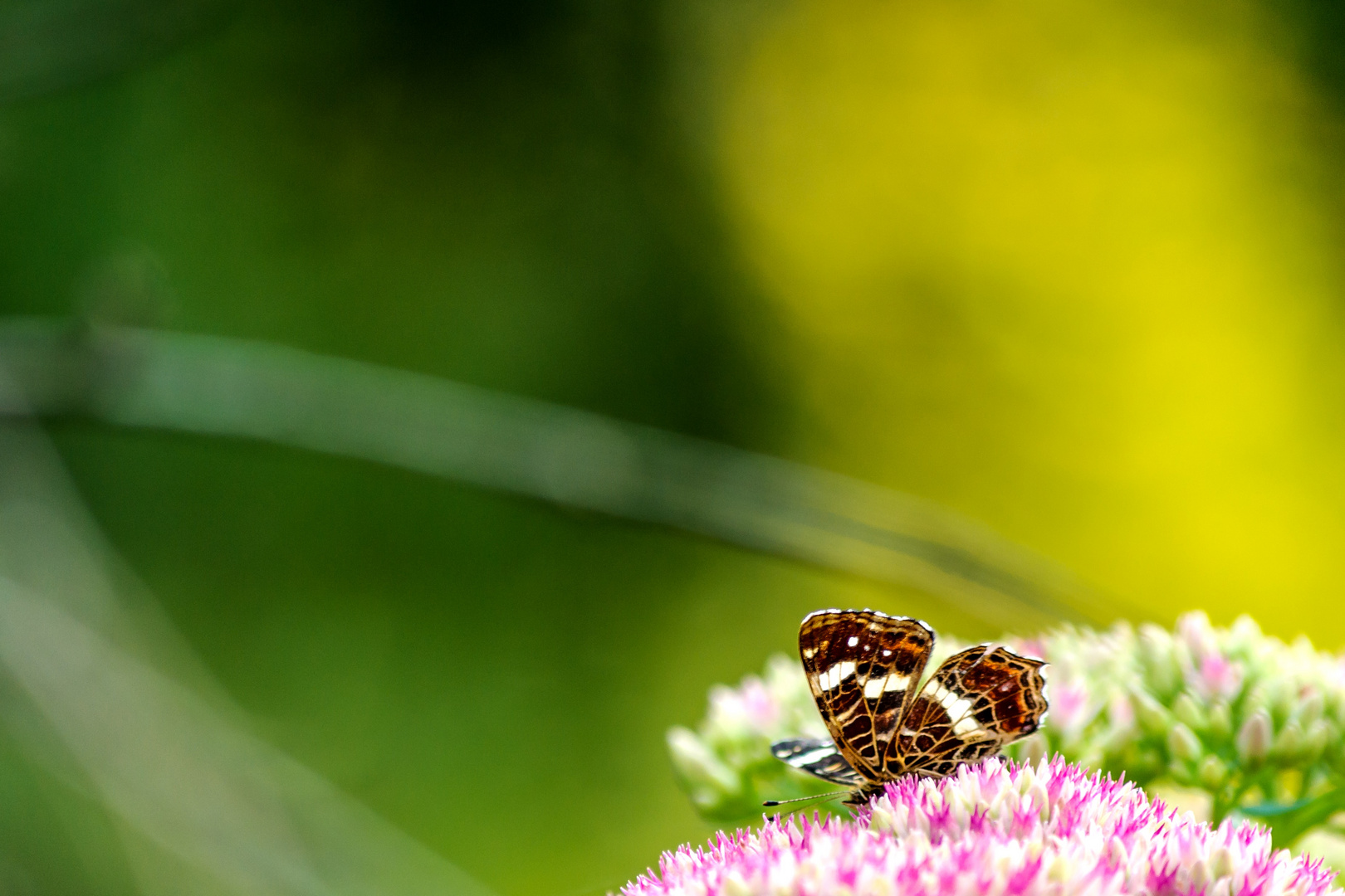 Butterfly Bokeh