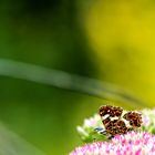 Butterfly Bokeh