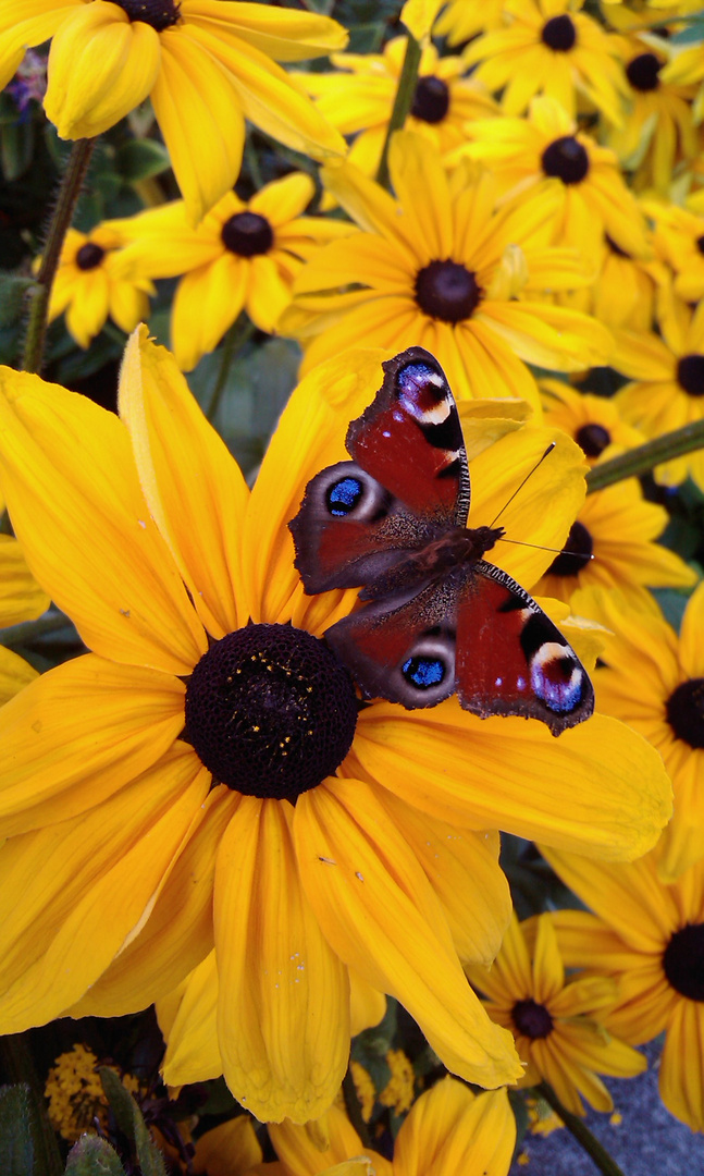 Butterfly Break