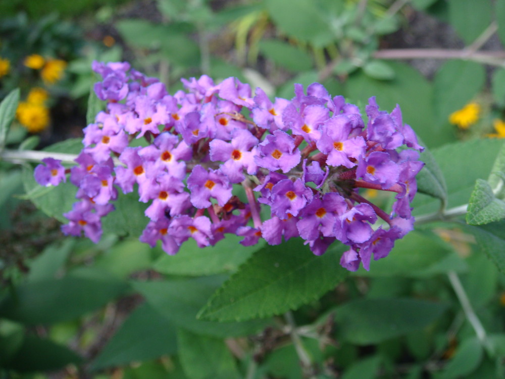 Butterfly Bush