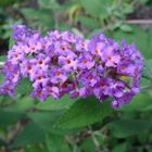 Butterfly Bush