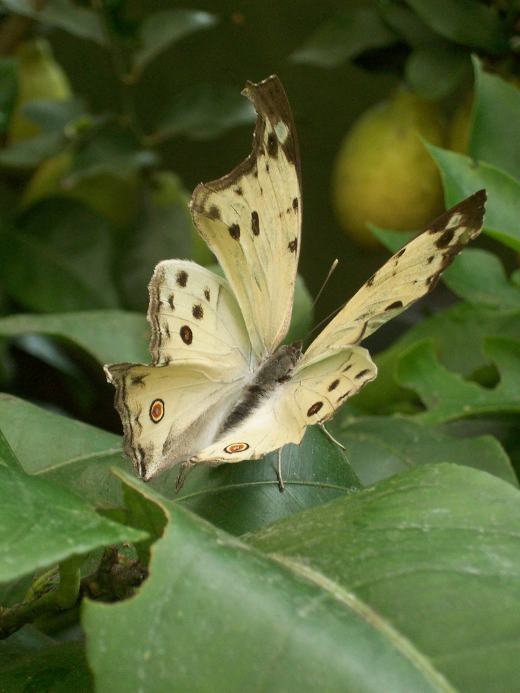 butterfly butterfly butterfly