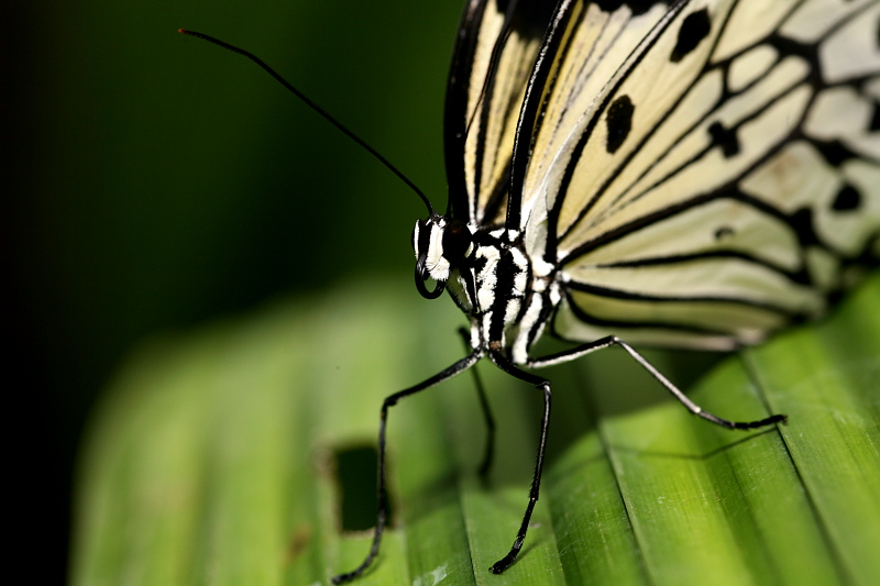 Butterfly bw