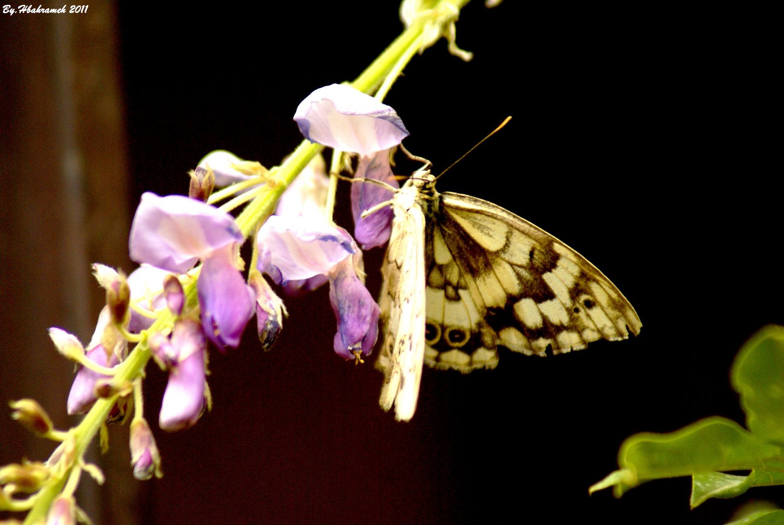 butterfly by Hassan bahrameh