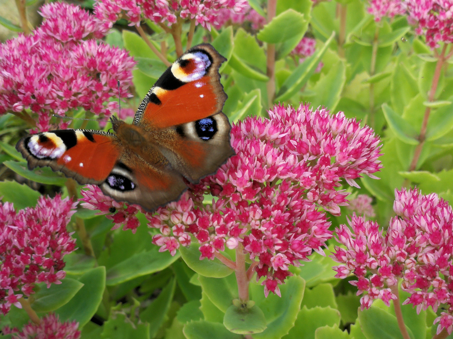 Butterfly Foto & Bild | natur, schmetterling, insekten Bilder auf