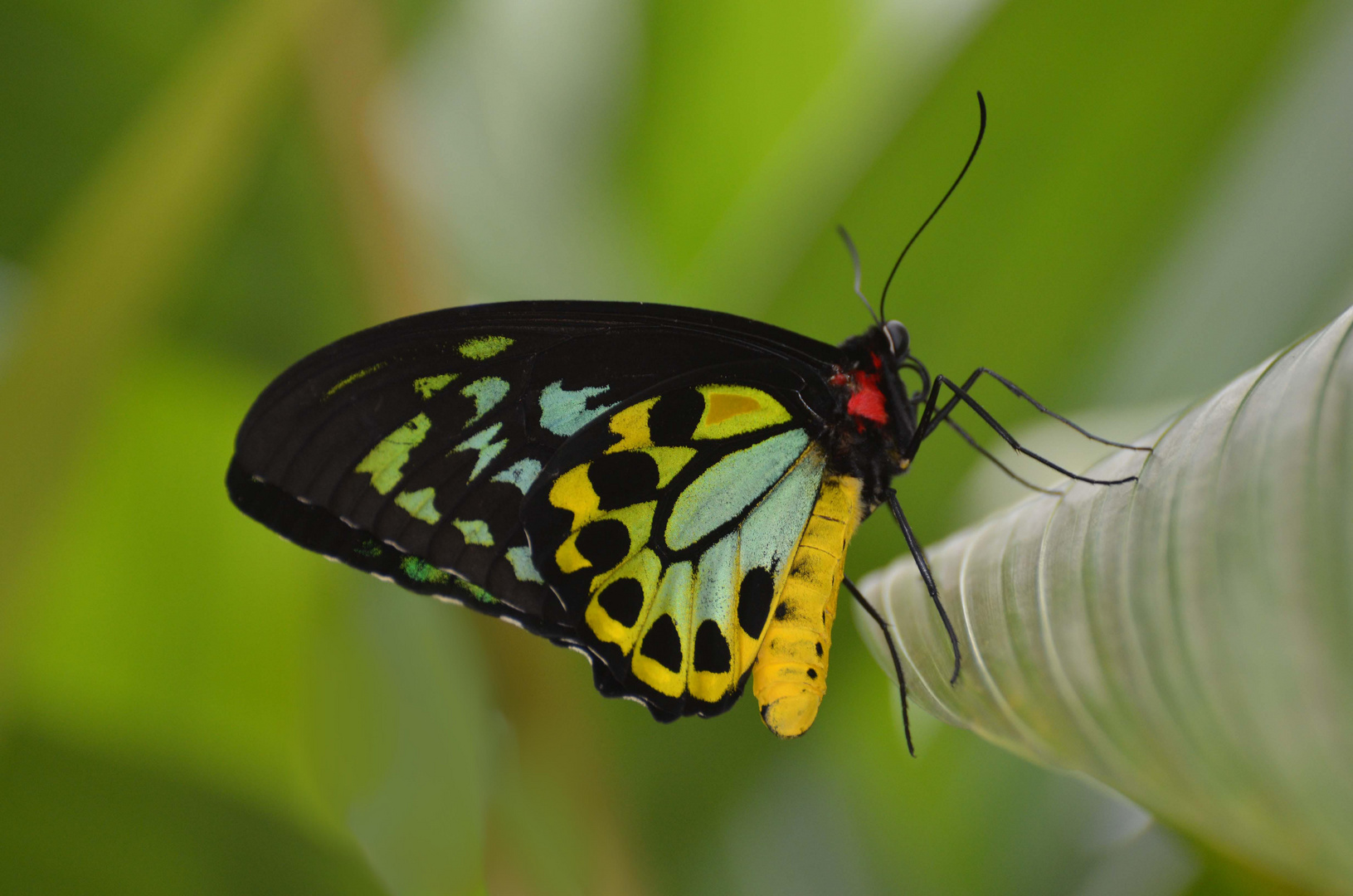 butterfly-cairns