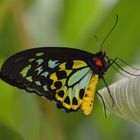 butterfly-cairns