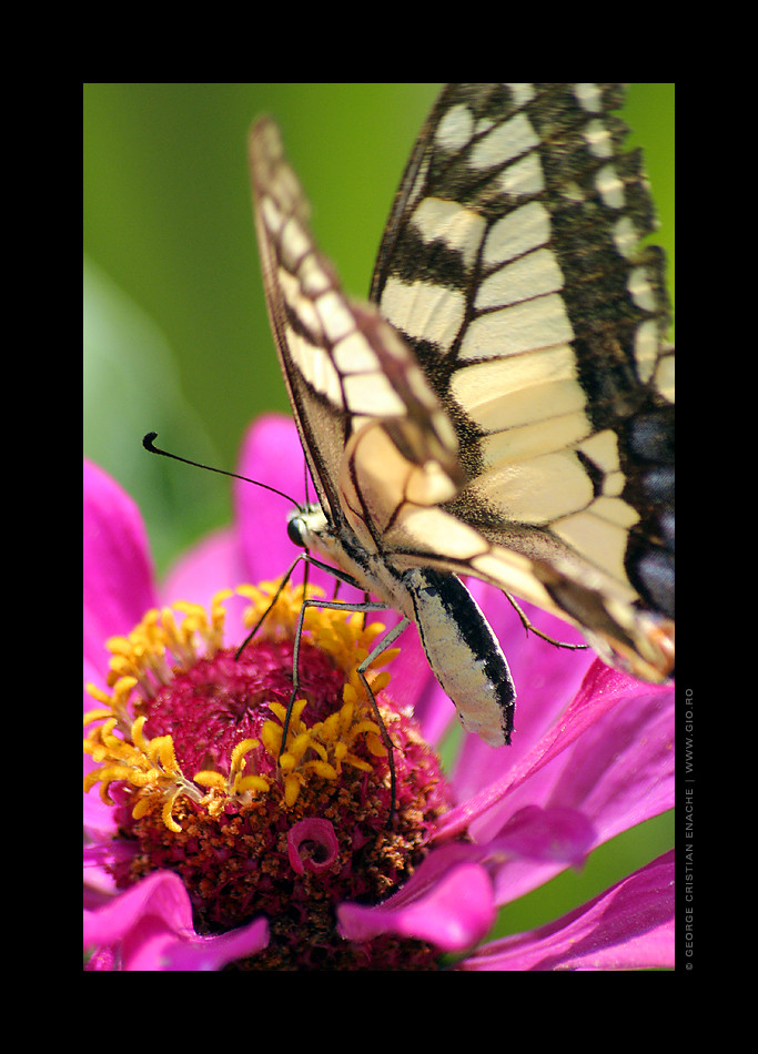 Butterfly - Calimanesti - Romania 2007.001