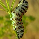 butterfly-caterpillar of Papilio alexanor