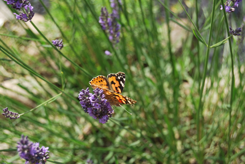 butterfly caught 2