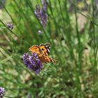 butterfly caught 2