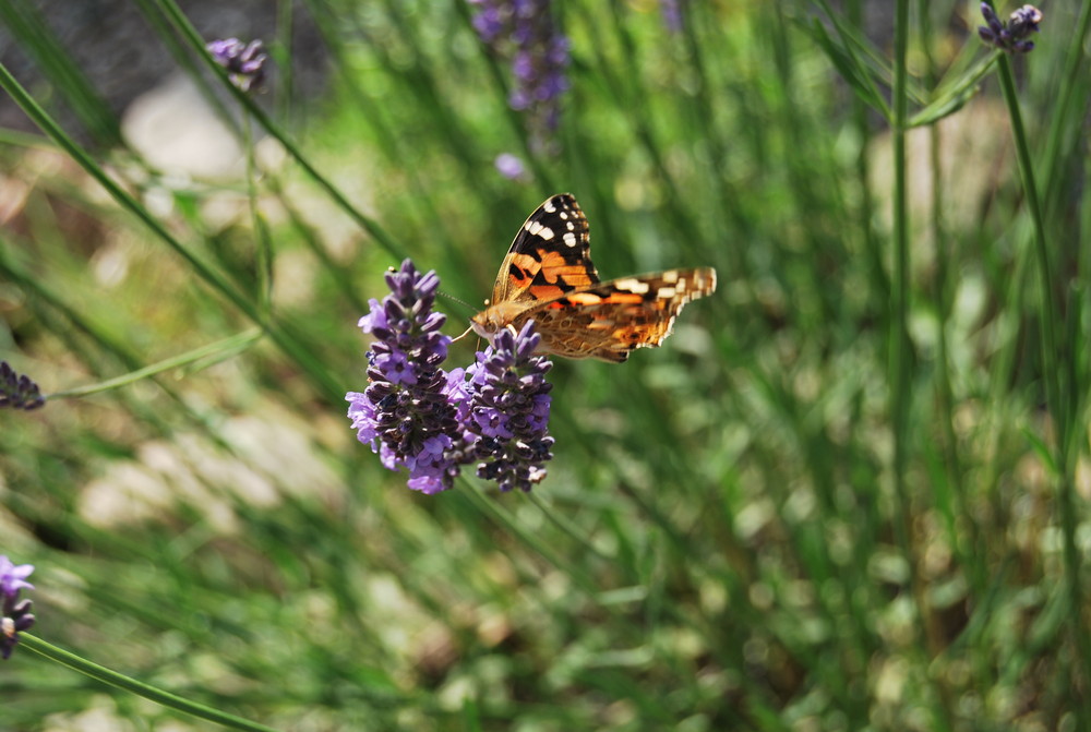 butterfly caught