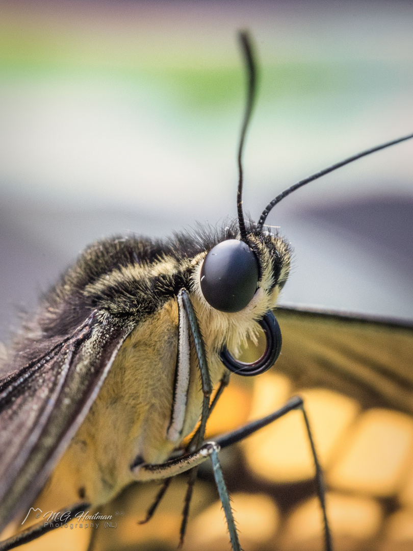 Butterfly Close-up