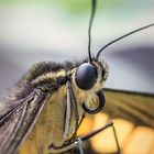 Butterfly Close-up