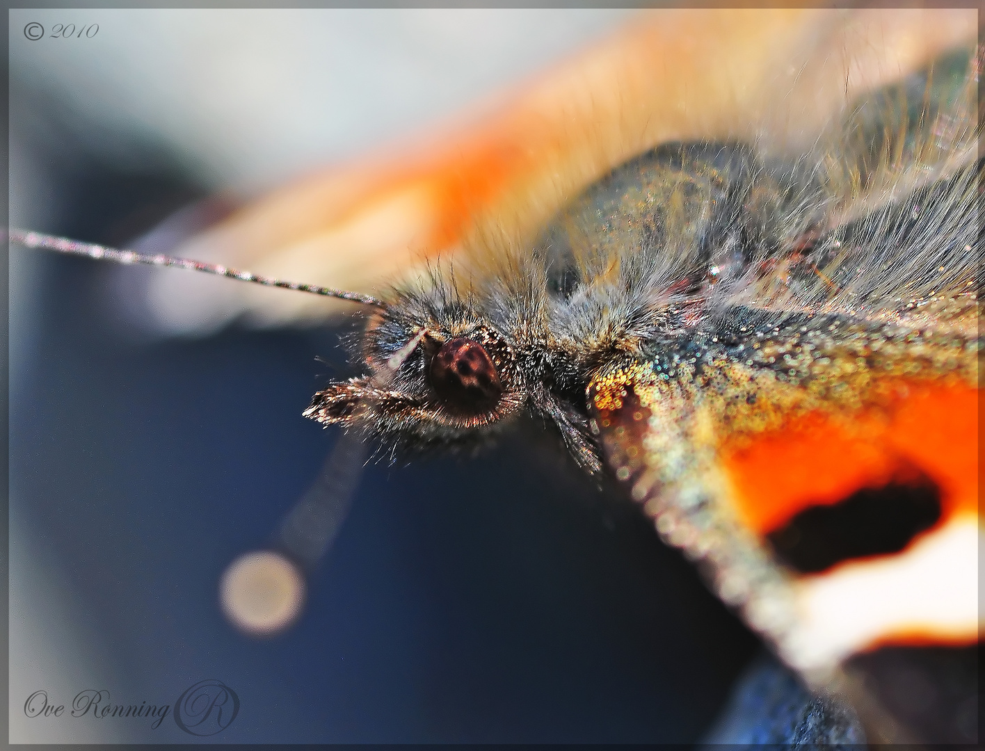 Butterfly closeup