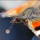 Butterfly closeup