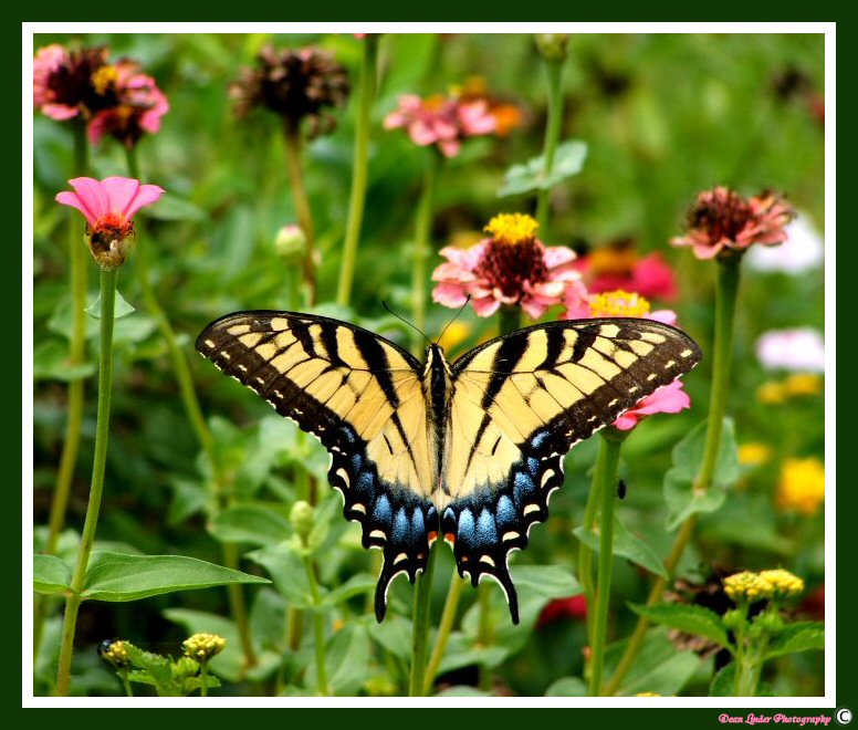 Butterfly Collection 1