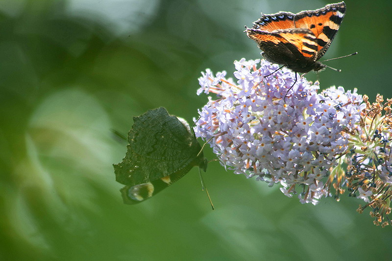 butterfly collector