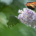 butterfly collector