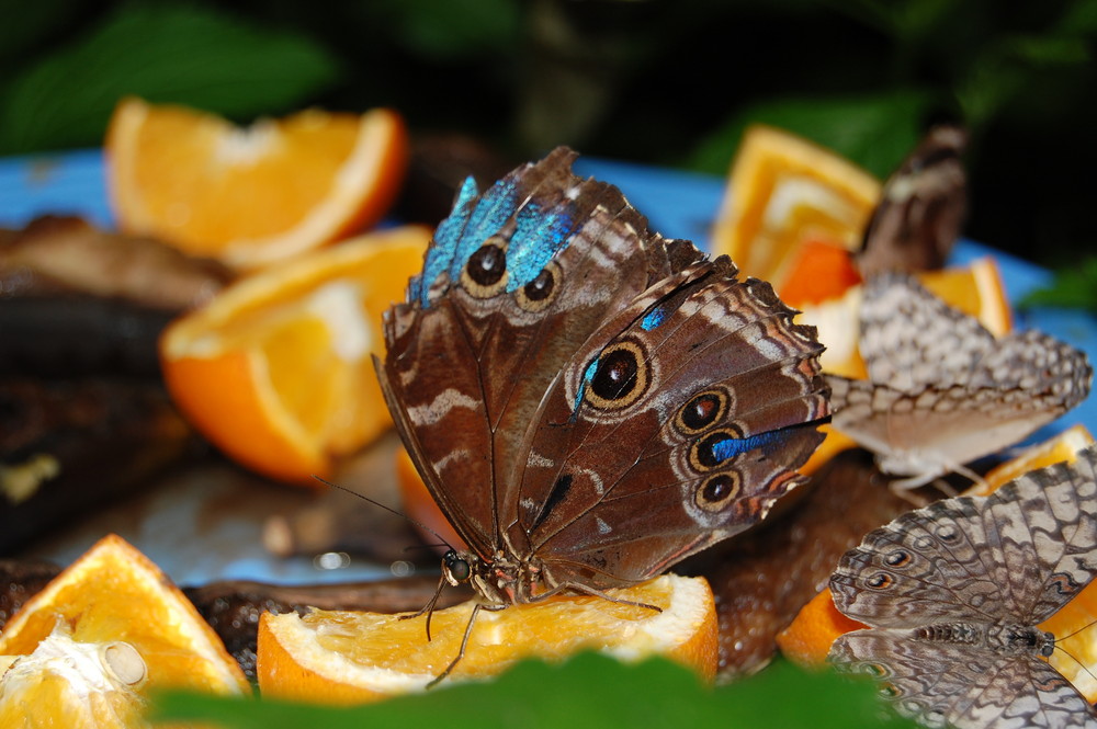 BUTTERFLY CONSERVATORY - NIAGARA FALLS