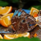 BUTTERFLY CONSERVATORY - NIAGARA FALLS