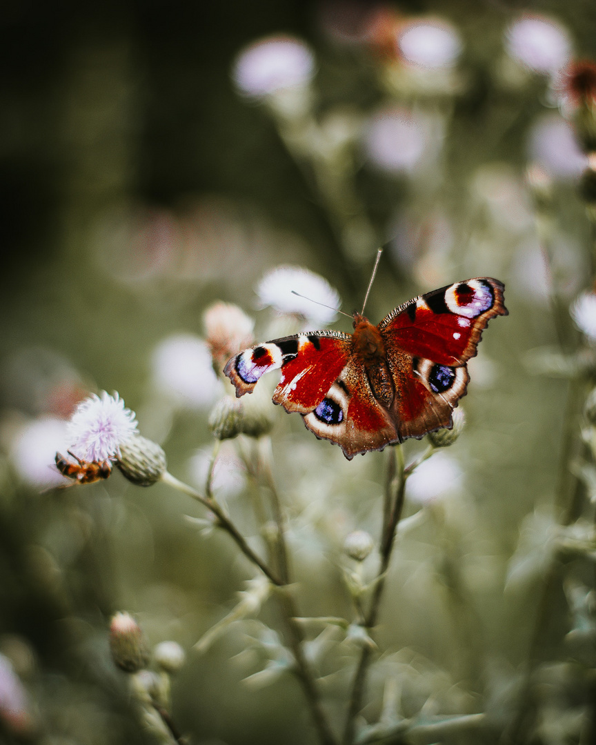 Butterfly - Crazy Town