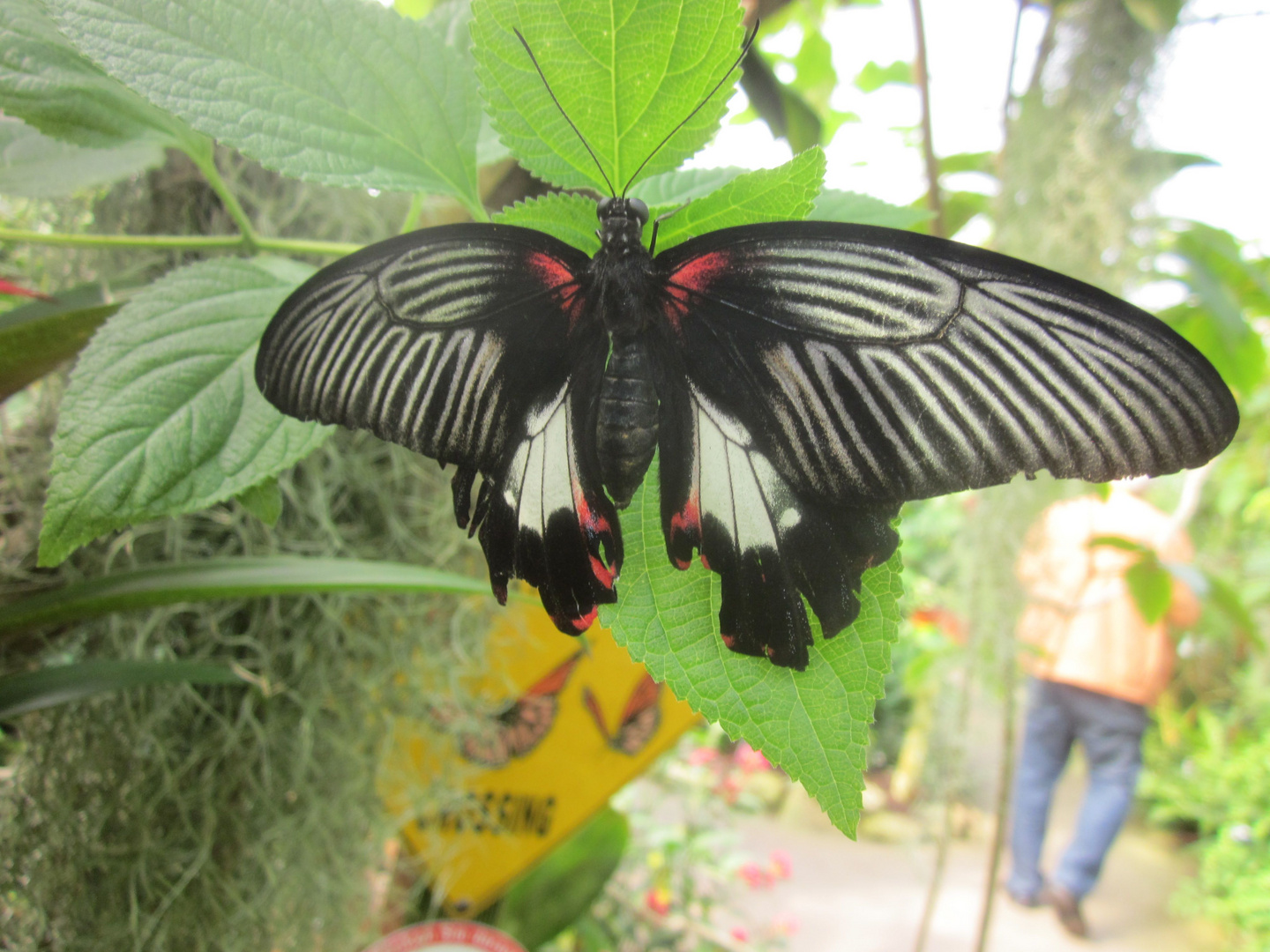 Butterfly crossing