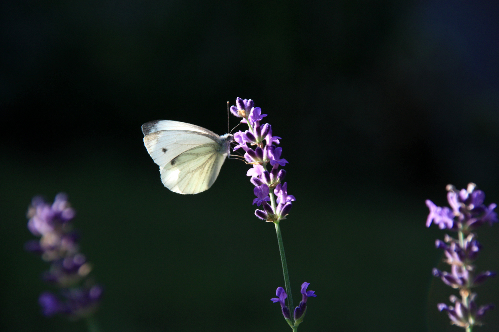 butterfly culture