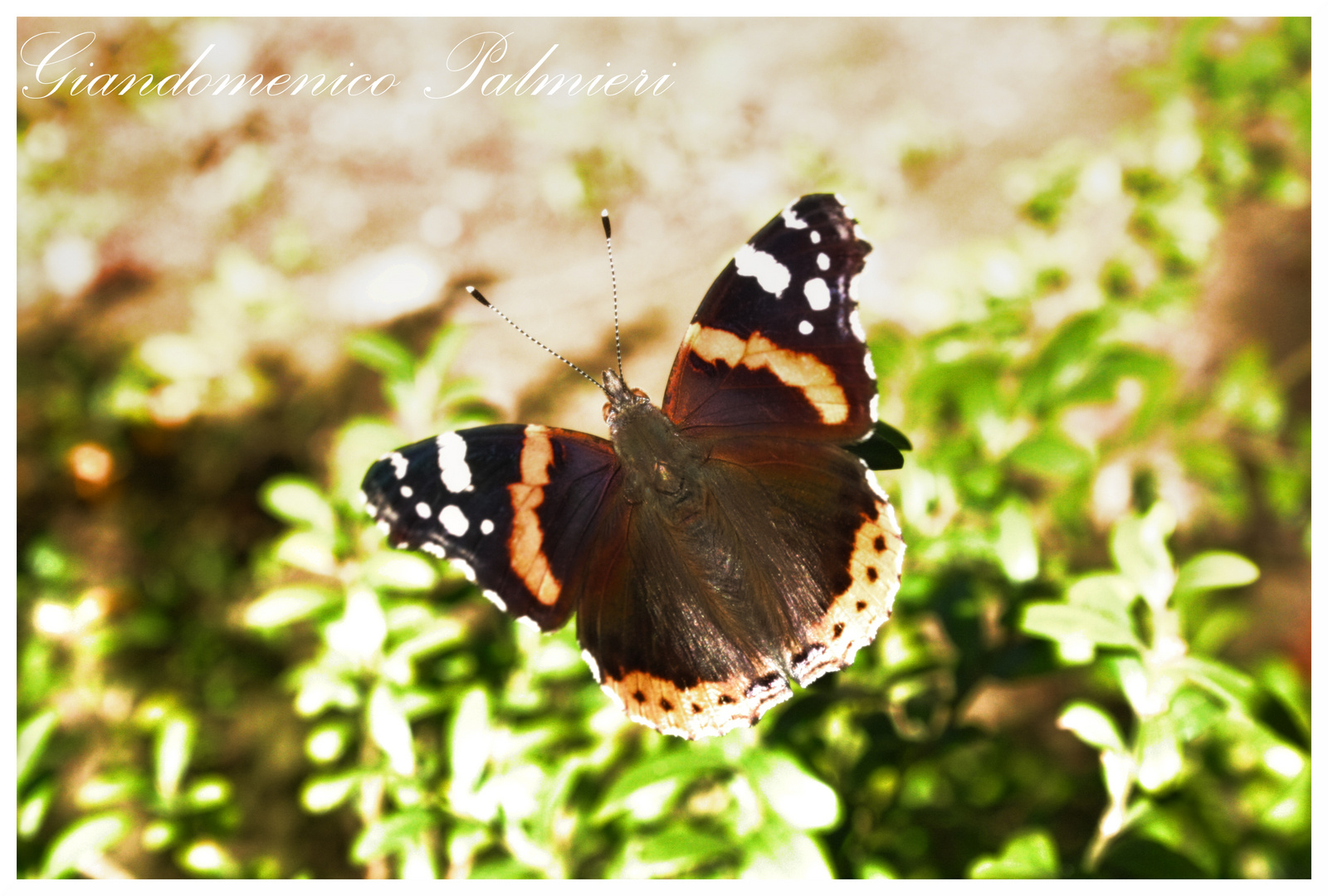 Butterfly