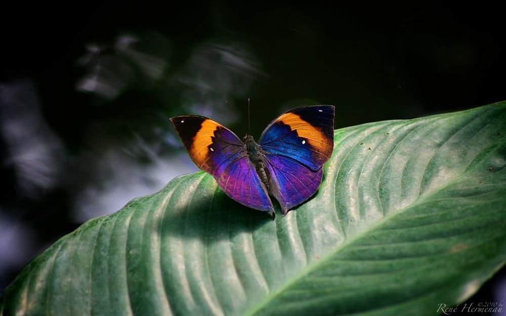 Butterfly Foto & Bild | tiere, wildlife, schmetterlinge Bilder auf