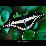 BUTTERFLY