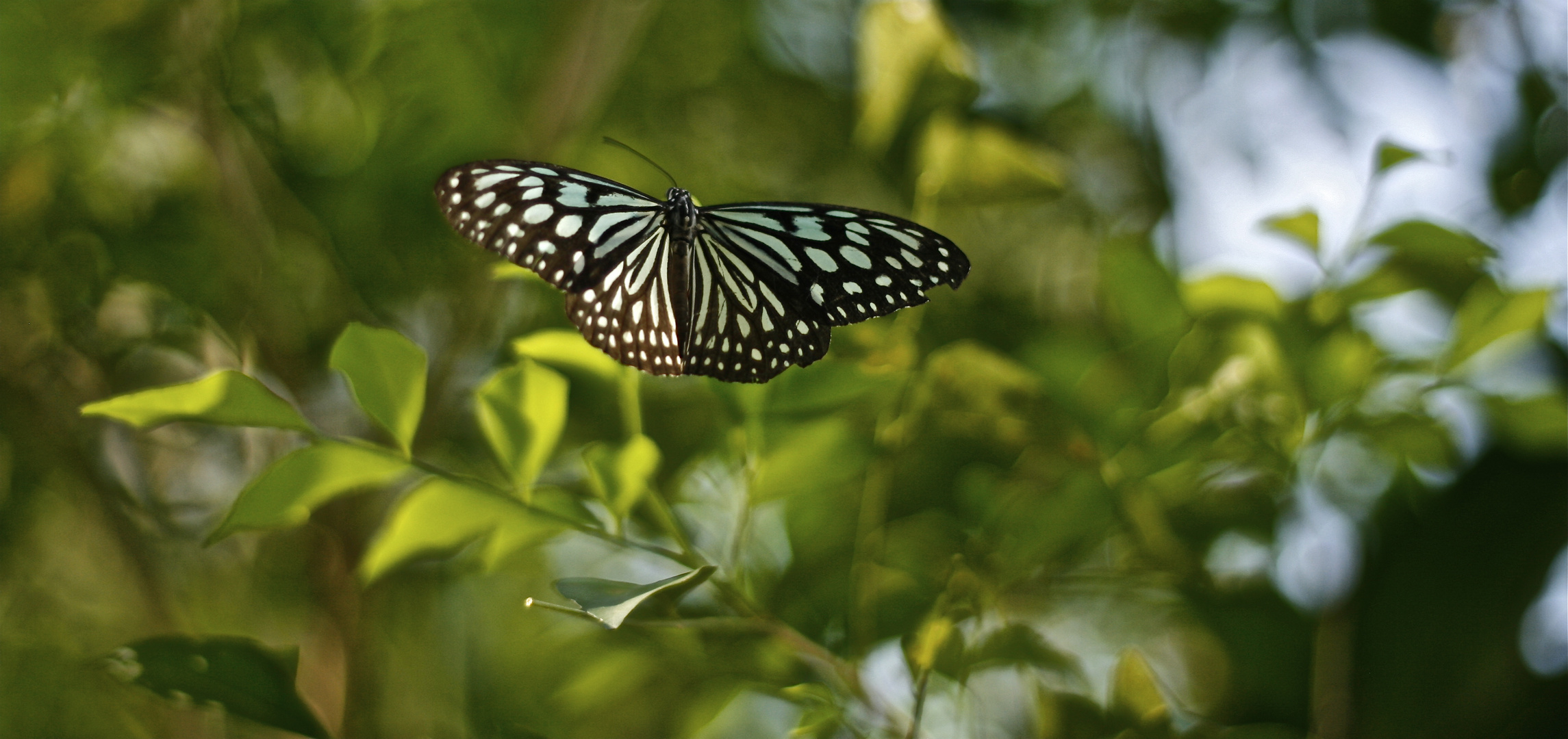 "Butterfly"