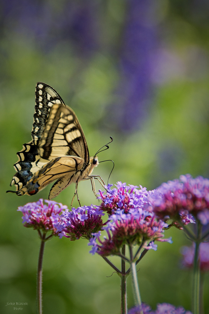 Butterfly Day