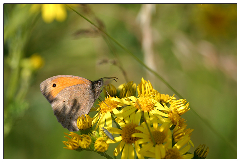 Butterfly Day