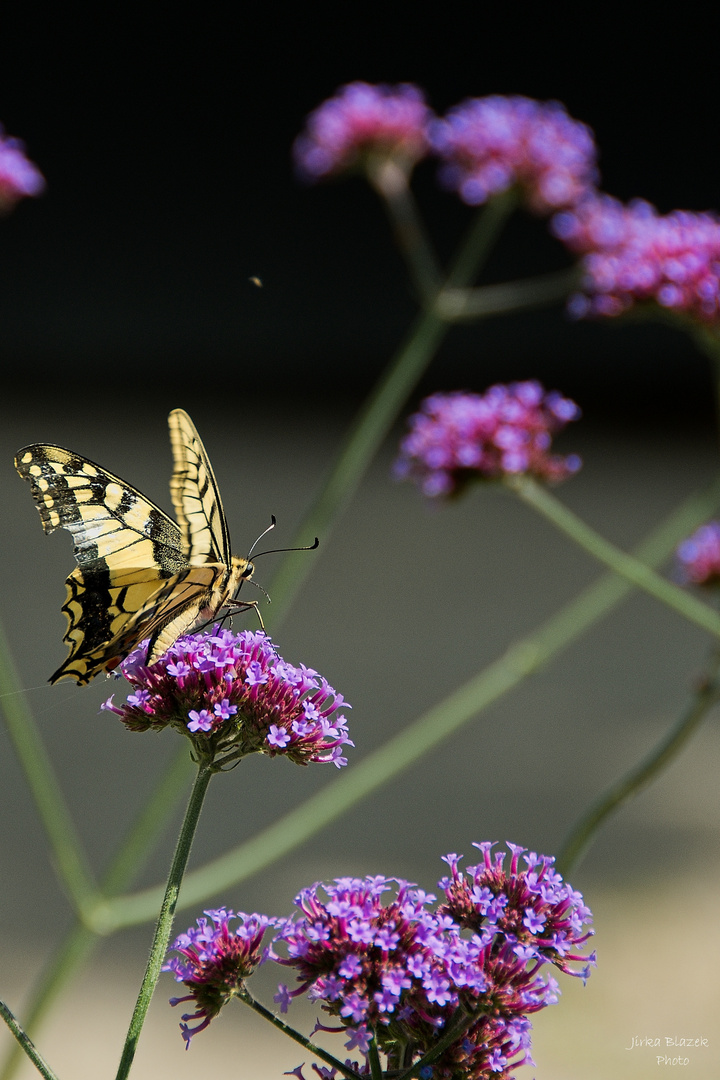 Butterfly Day