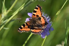 Butterfly; der kleine Fuchs