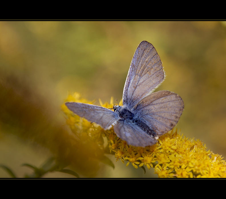 Butterfly dream