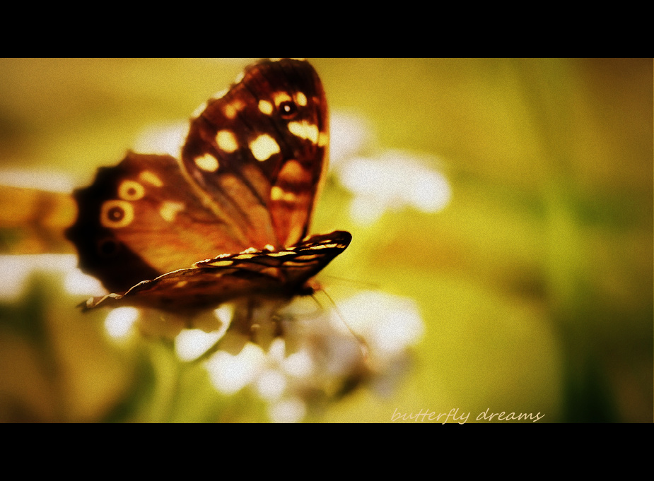 butterfly dreams