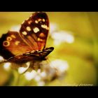 butterfly dreams