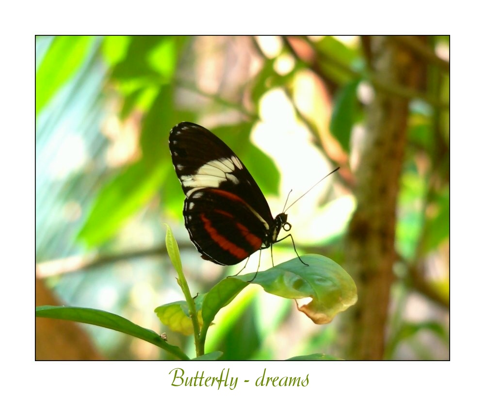 butterfly - dreams