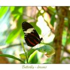 butterfly - dreams