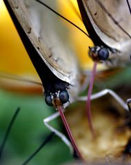 butterfly drink